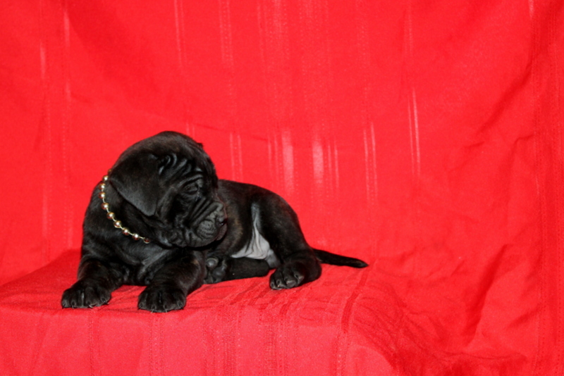 puppy, for, sale, Cane Corso, Matthew B. Stoltzfus, dog, breeder, Gap, PA, dog-breeder, puppy-for-sale, forsale, nearby, find, puppyfind, locator, puppylocator, aca